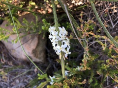 Struthiola dodecandra