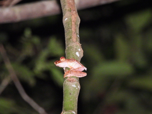 Rhacophorus pardalis