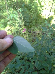 Desmodium laevigatum