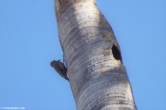 Melanerpes rubricapillus