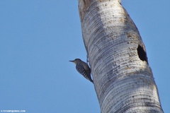 Melanerpes rubricapillus