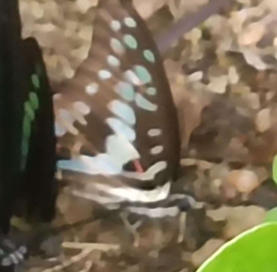 Common Jay
