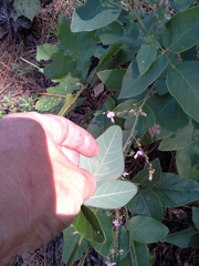 Desmodium viridiflorum