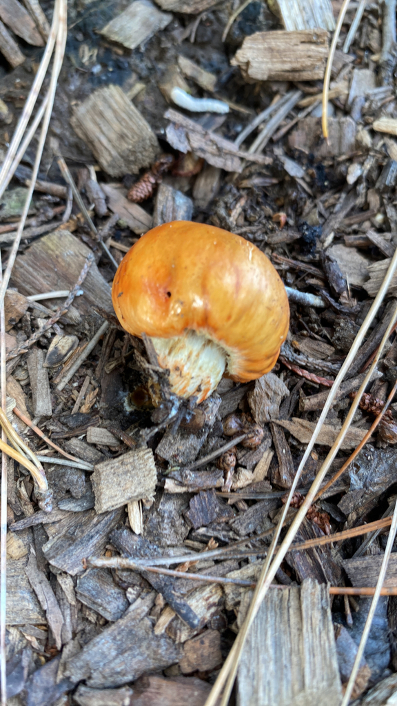 Leratiomyces erythrocephalus · May 2025 · photo: © jack12347 (iNaturalist, cc0)
