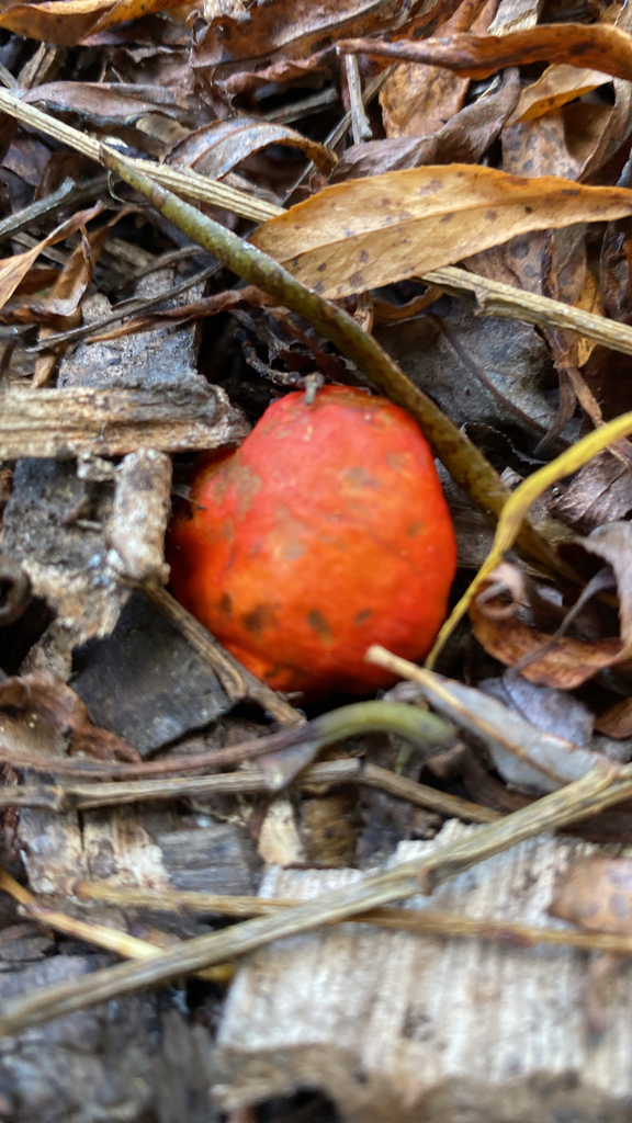 Leratiomyces erythrocephalus · May 2025 · photo: © jack12347 (iNaturalist, cc0)