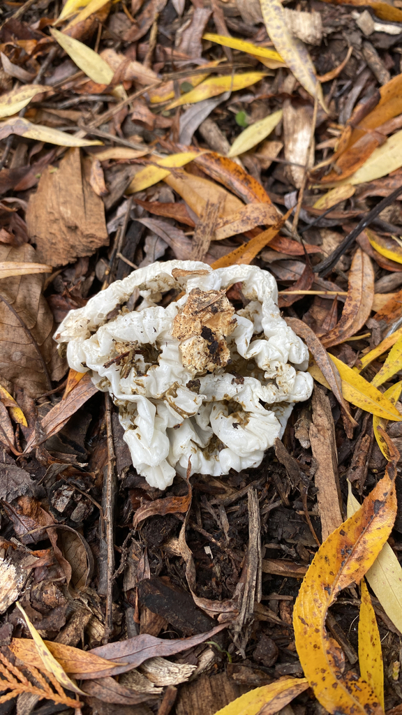 Ileodictyon cibarium · May 2025 · photo: © jack12347 (iNaturalist, cc0)