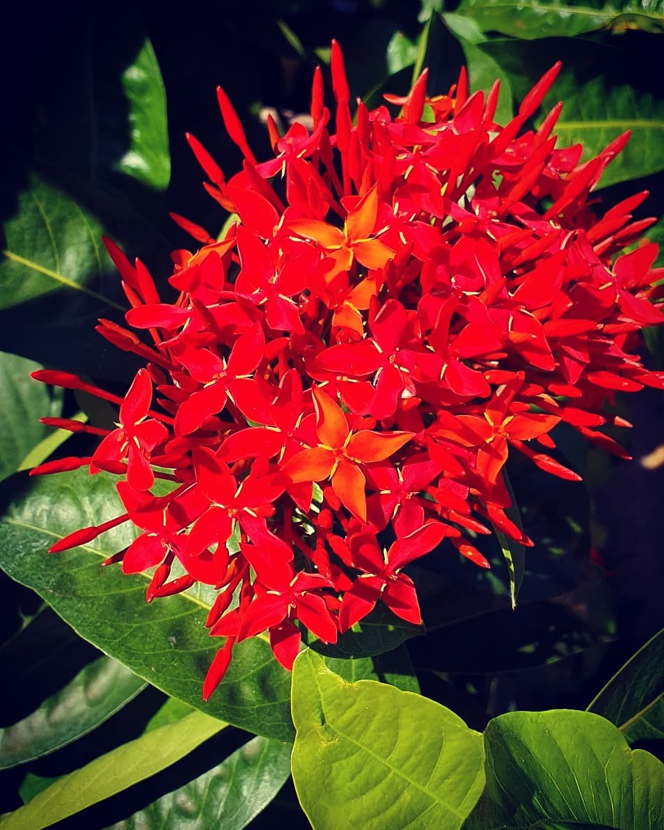 Ixora coccinea