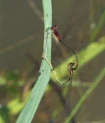 Enallagma dubium