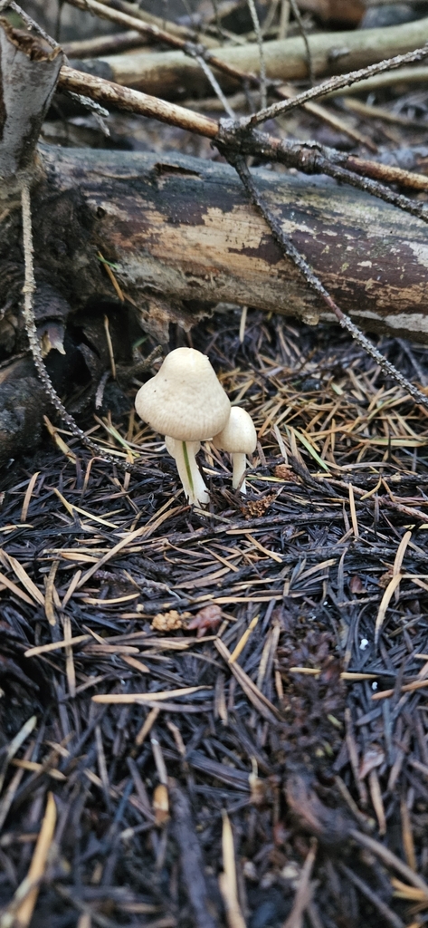 Inocybe sindonia · May 2025 · photo: © shane212 (iNaturalist, cc0)