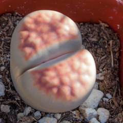 Lithops karasmontana