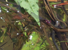 Enallagma dubium