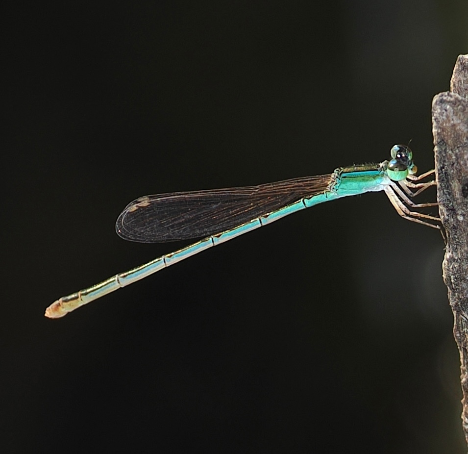 Pygmy Dartlet