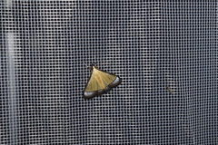 Pseudonoorda nigropunctalis