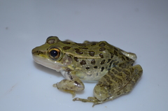 Lithobates yavapaiensis