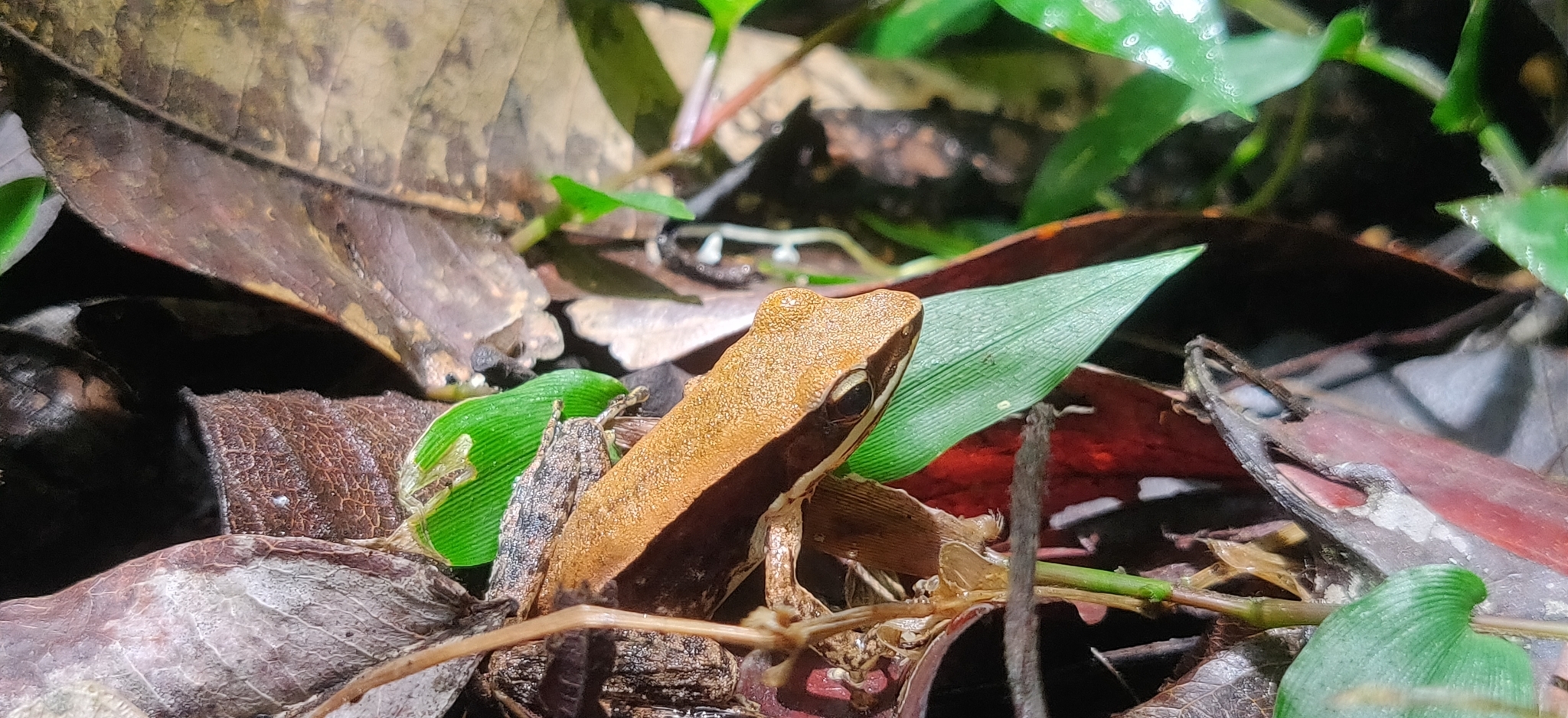 Biocoloured Forest Frog