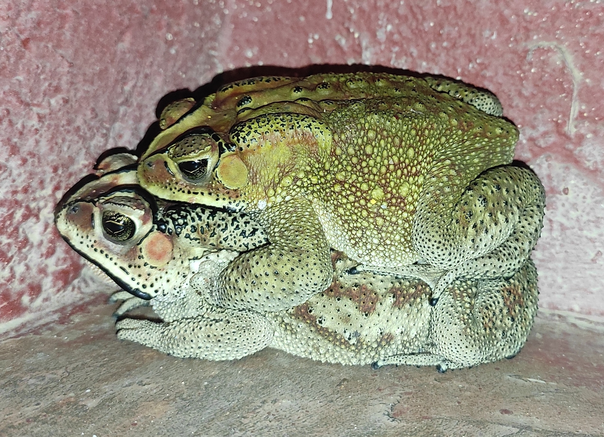 Indian Common True Toad