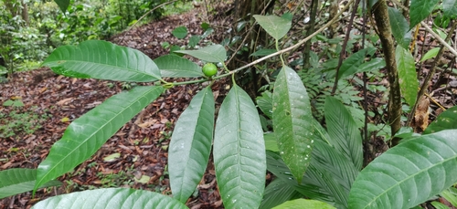 Excoecaria oppositifolia observed 2025-05-19