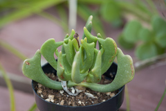 Machairophyllum brevifolium