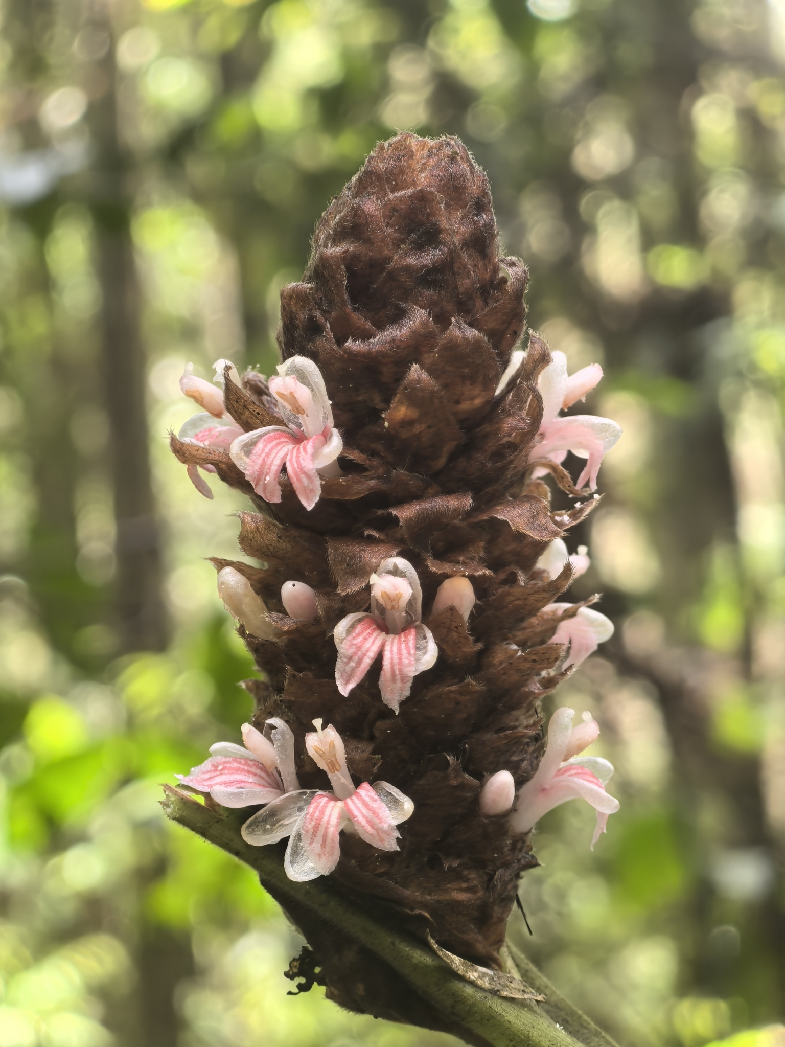 Alpinia strobiliformis T.L.Wu & S.J.Chen