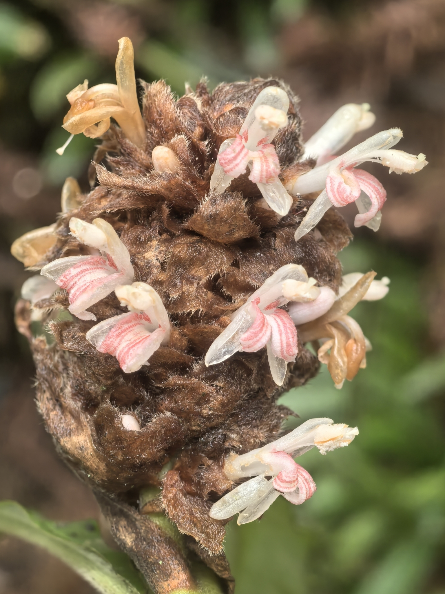 Alpinia strobiliformis T.L.Wu & S.J.Chen 2