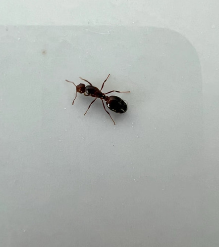 Red Imported Fire Ant, Central Park, New York, NY, USA, photo 9 of 10