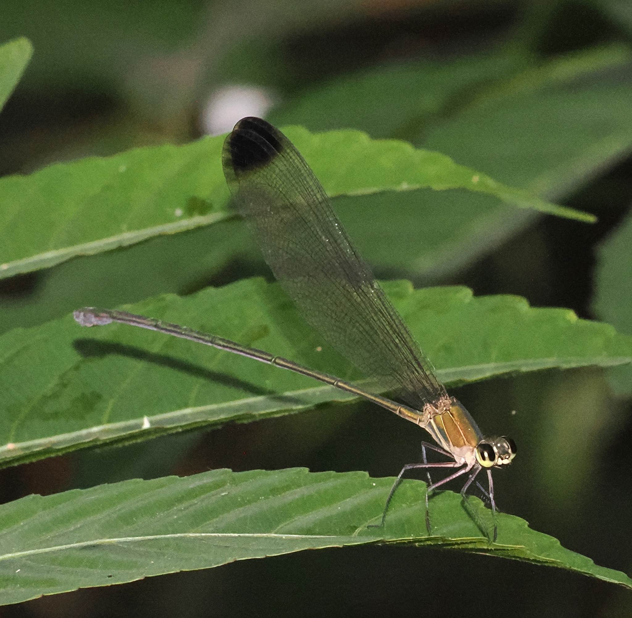 Black-Tip Flashwing