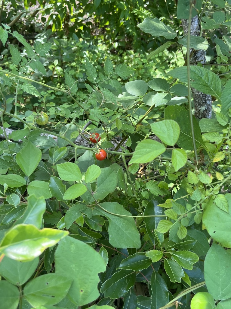 Solanum lycopersicum