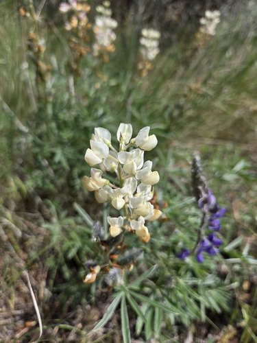 Lupinus sulphureus, photograph 3