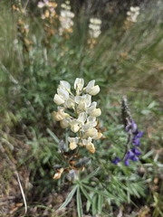 Lupinus sulphureus, photograph author not stated, no rights reserved