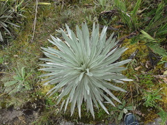 Espeletia argentea