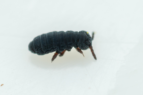 Water Springtail, photo 5 of 10