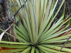 Puya goudotiana