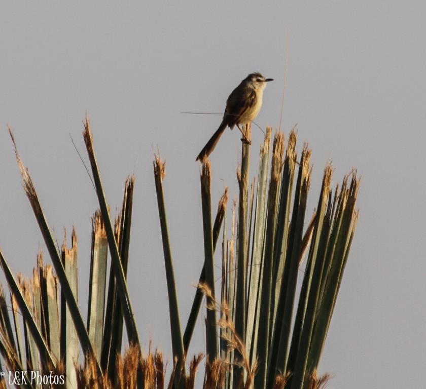 Tawny-flanked Prinia