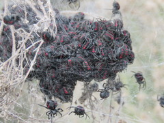 Parawixia bistriata