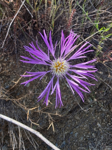 Volutaria muricata, photograph 3