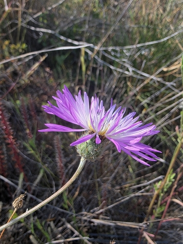 Volutaria muricata, photograph 4