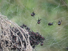 Parawixia bistriata