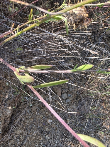 Volutaria muricata, photograph 5