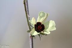 Hibiscus cannabinus