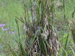 Campylorhynchus yucatanicus