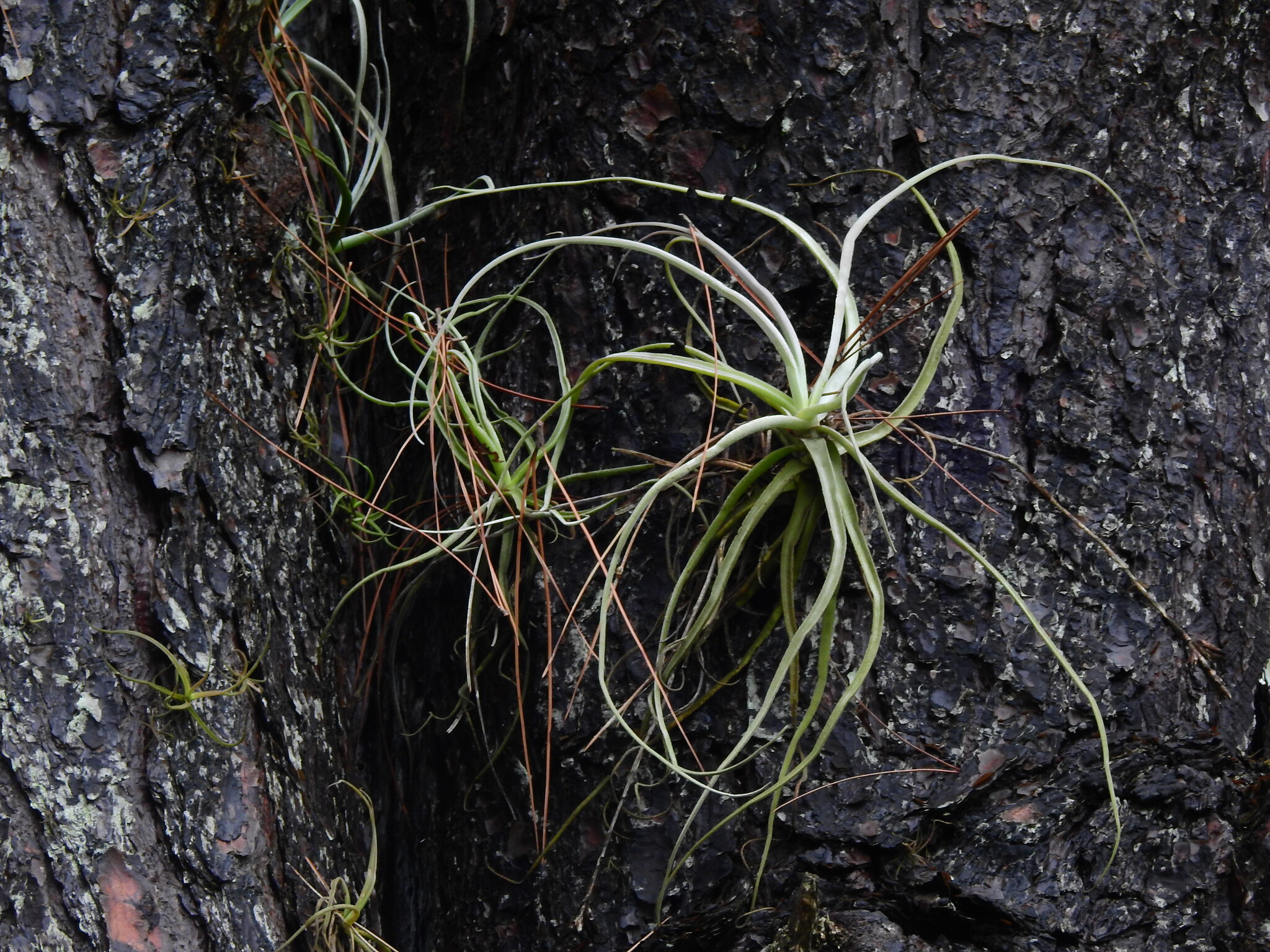 Tillandsia streptocarpa