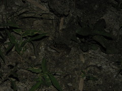 Leptodactylus macrosternum