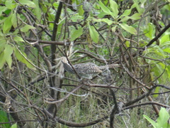 Campylorhynchus yucatanicus