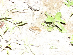 Leptodactylus macrosternum