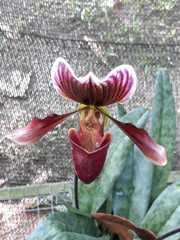 Sigmatopetalum