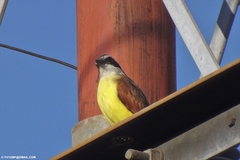 Pitangus sulphuratus