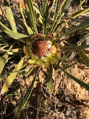 Protea angustata