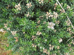 Linochilus revolutus