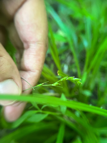 Ravine Sedge (Carex impressinervia)