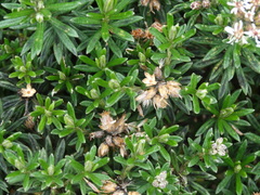 Linochilus revolutus